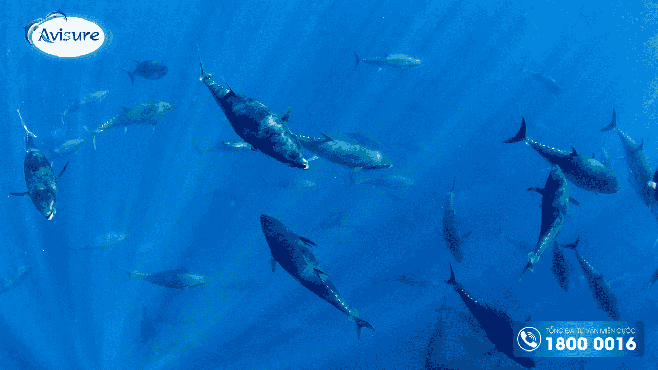 Vị trí địa lý ảnh hưởng chất lượng Omega 3
